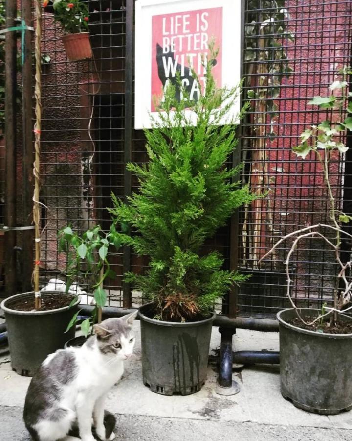 gafa garden Hostel Istanbul Eksteriør billede